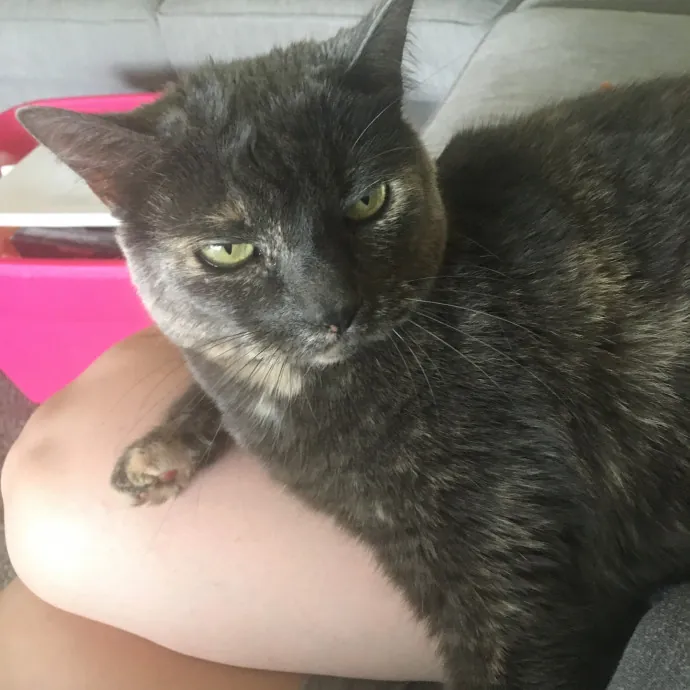 Ari's Valley Cat Hospitality