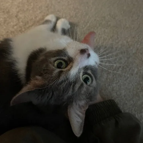 Ari's Valley Cat Hospitality