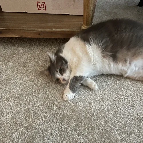 Ari's Valley Cat Hospitality