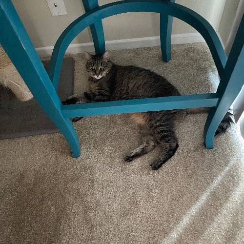 Ari's Valley Cat Hospitality