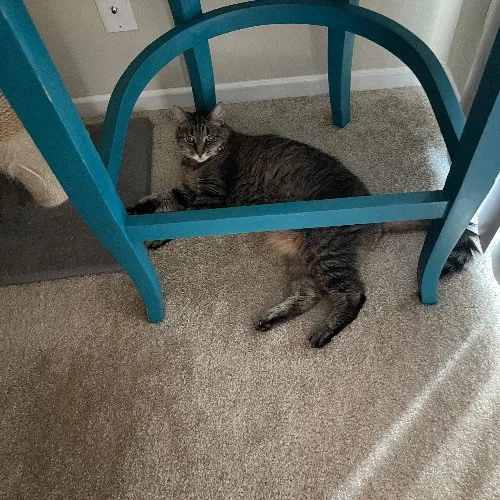 Ari's Valley Cat Hospitality