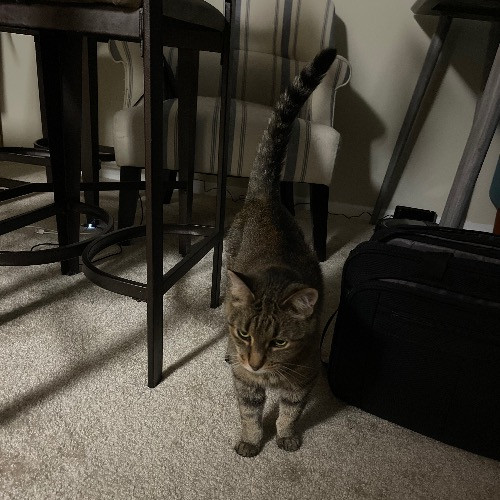 Ari's Valley Cat Hospitality