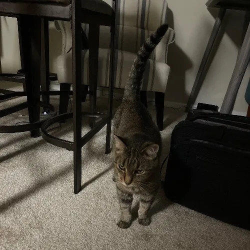 Ari's Valley Cat Hospitality