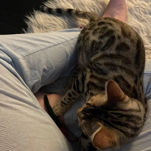 Ari's Valley Cat Hospitality