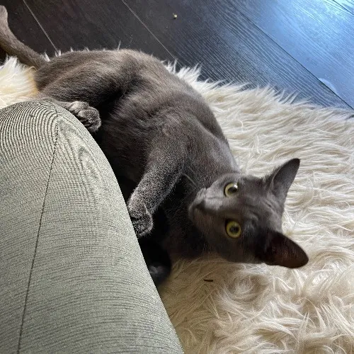 Ari's Valley Cat Hospitality