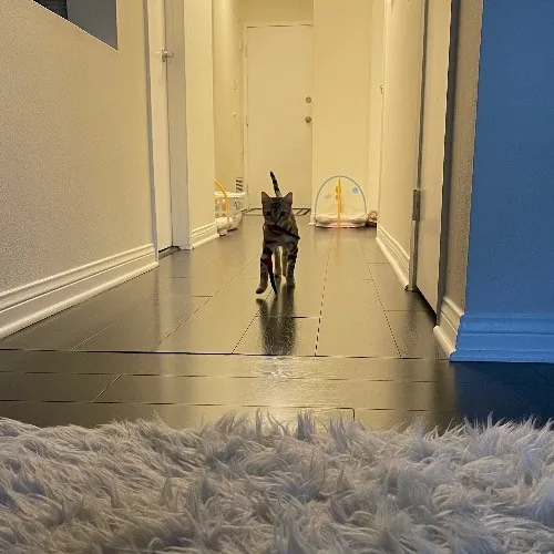 Ari's Valley Cat Hospitality