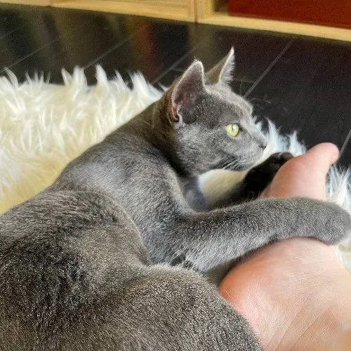 Ari's Valley Cat Hospitality