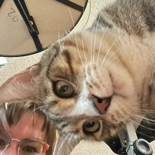 Ari's Valley Cat Hospitality