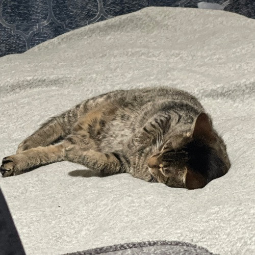Ari's Valley Cat Hospitality