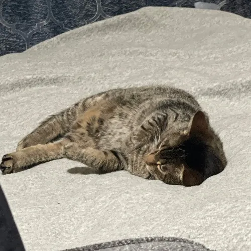 Ari's Valley Cat Hospitality