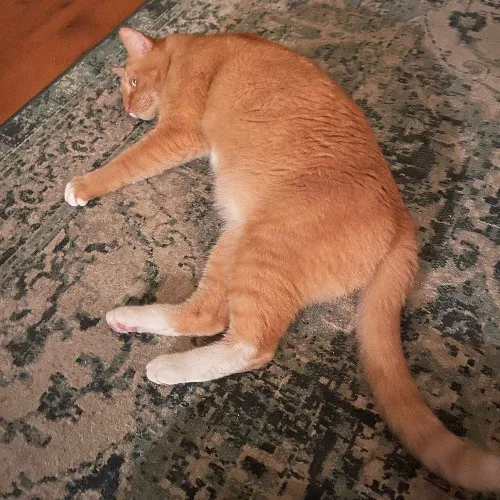 Ari's Valley Cat Hospitality