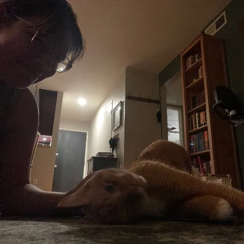 Ari's Valley Cat Hospitality