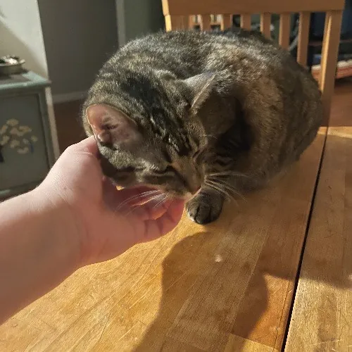 Ari's Valley Cat Hospitality