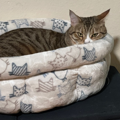 Ari's Valley Cat Hospitality