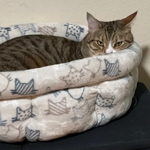 Ari's Valley Cat Hospitality