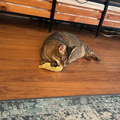 Ari's Valley Cat Hospitality
