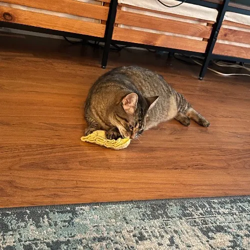 Ari's Valley Cat Hospitality