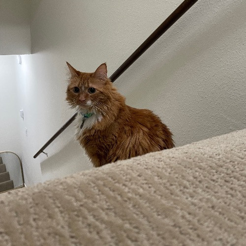Ari's Valley Cat Hospitality