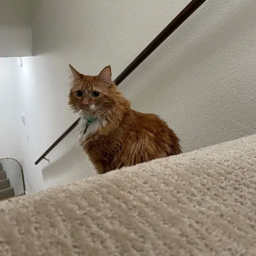 Ari's Valley Cat Hospitality