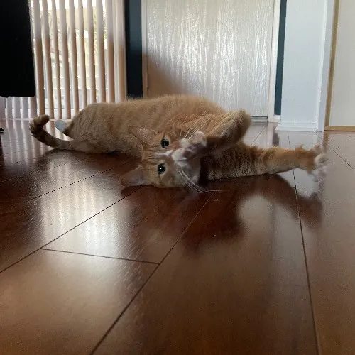 Ari's Valley Cat Hospitality