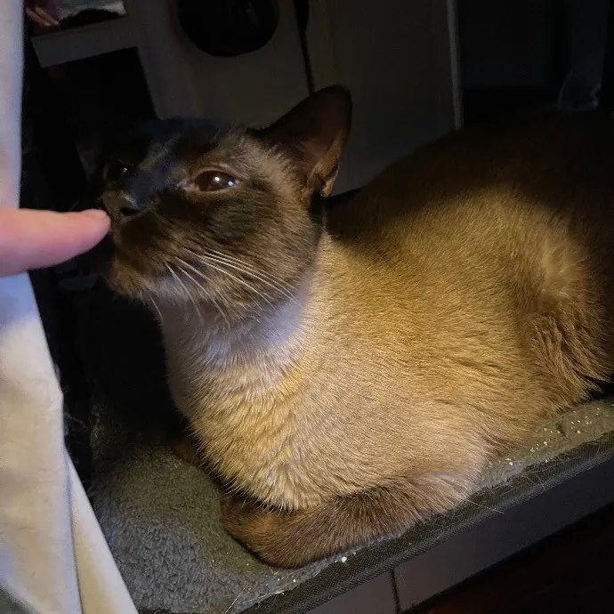 Ari's Valley Cat Hospitality