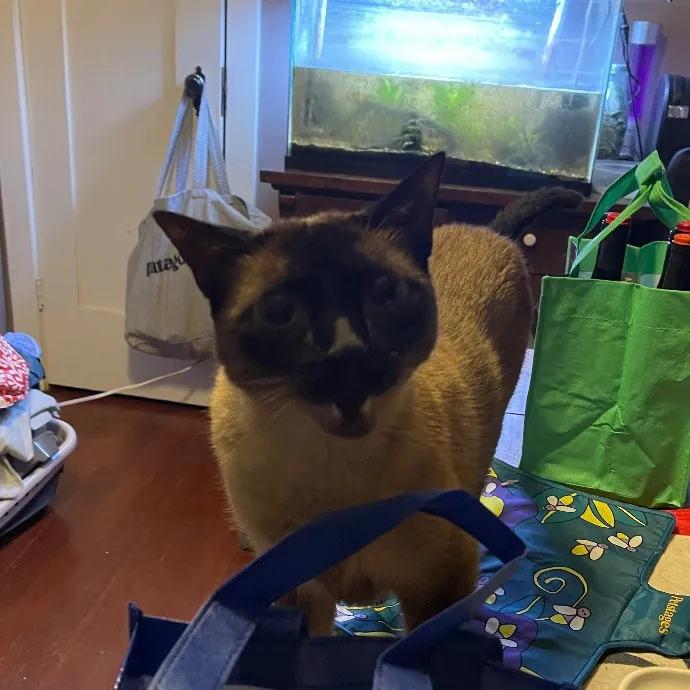 Ari's Valley Cat Hospitality