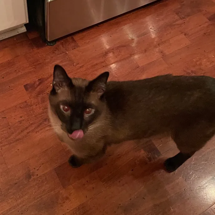 Ari's Valley Cat Hospitality