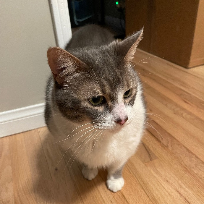 Ari's Valley Cat Hospitality