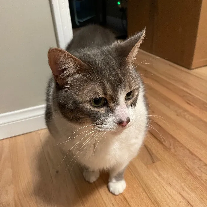 Ari's Valley Cat Hospitality