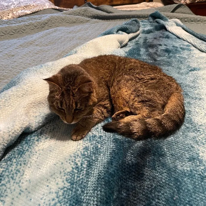 Ari's Valley Cat Hospitality