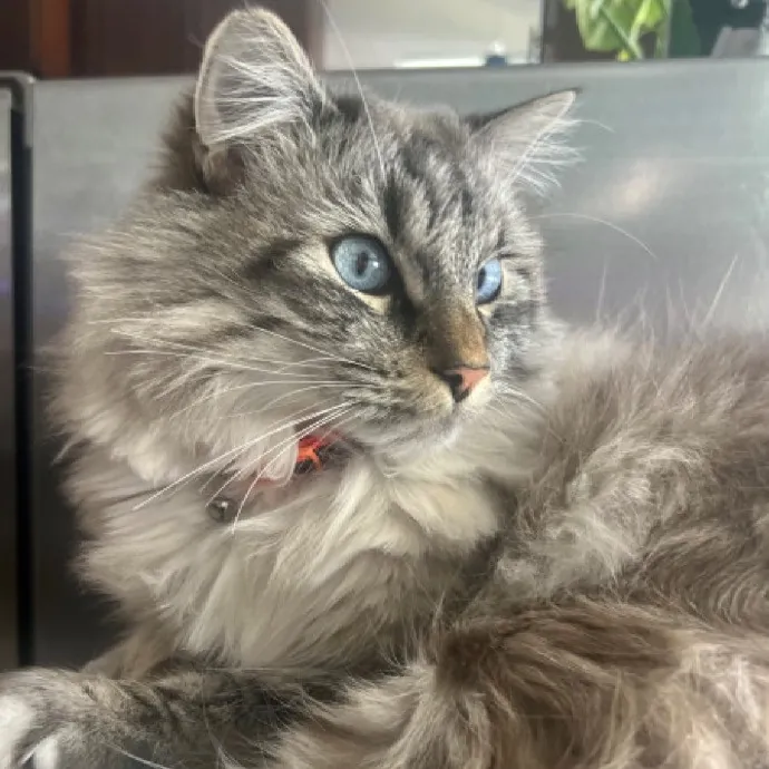 Ari's Valley Cat Hospitality