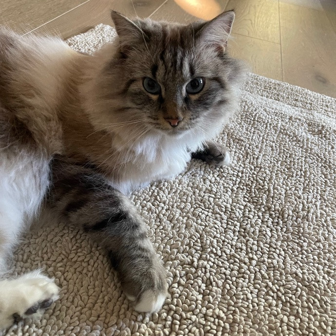 Ari's Valley Cat Hospitality