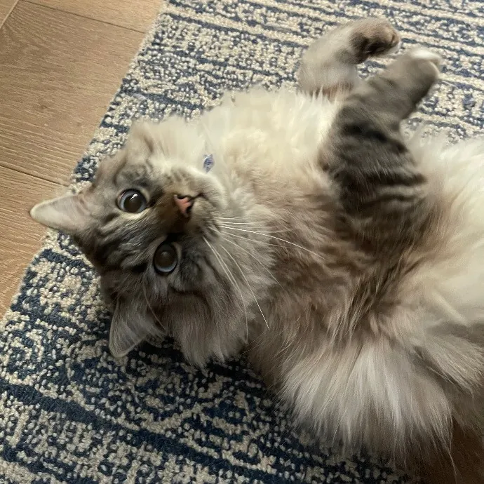 Ari's Valley Cat Hospitality