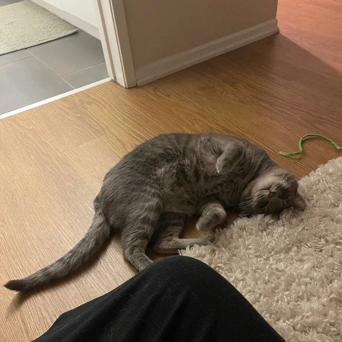 Ari's Valley Cat Hospitality