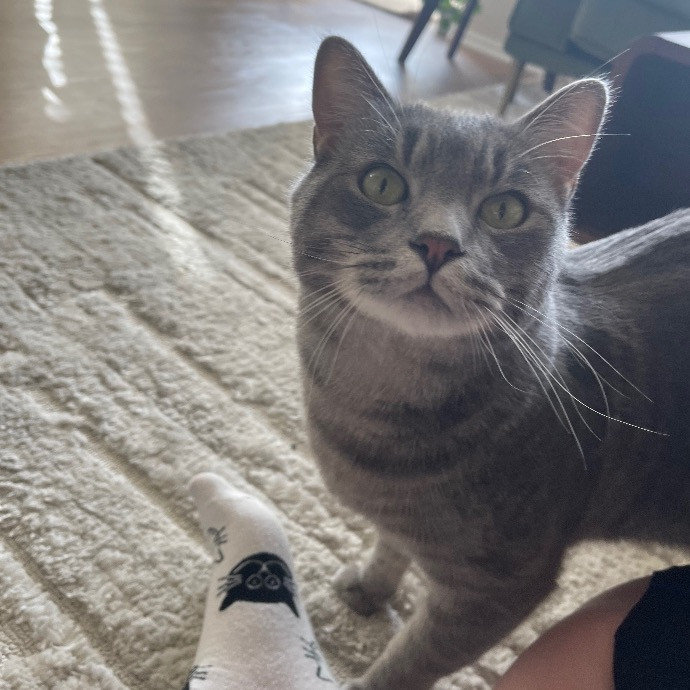 Ari's Valley Cat Hospitality