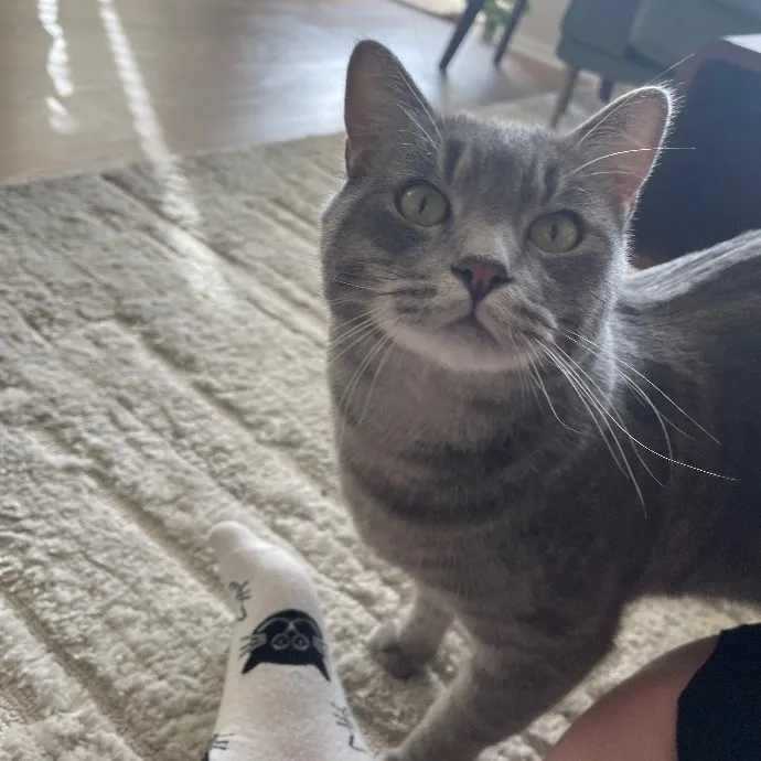 Ari's Valley Cat Hospitality