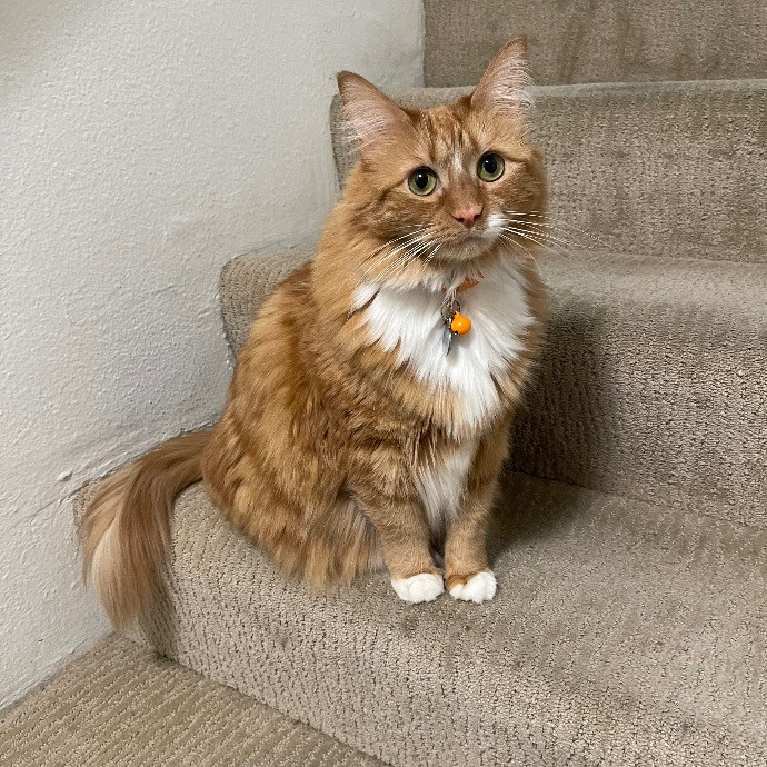 Ari's Valley Cat Hospitality