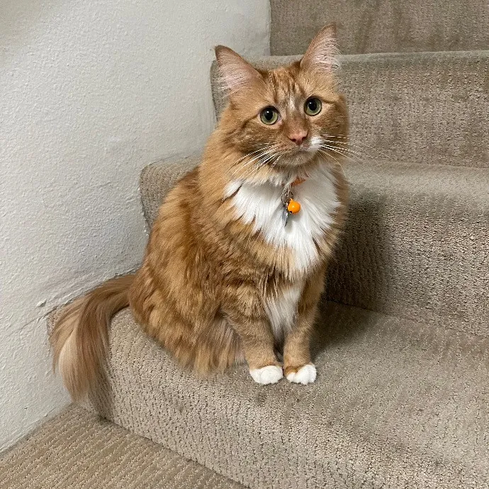 Ari's Valley Cat Hospitality