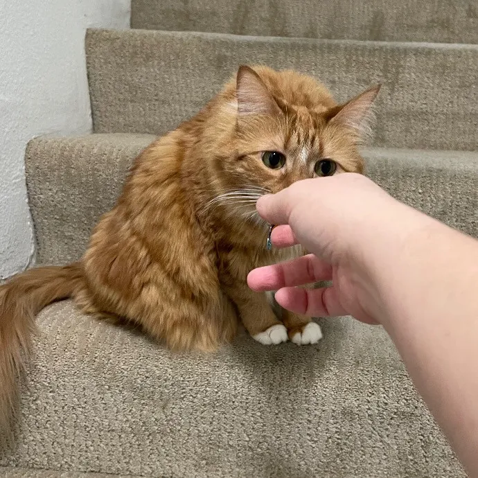 Ari's Valley Cat Hospitality