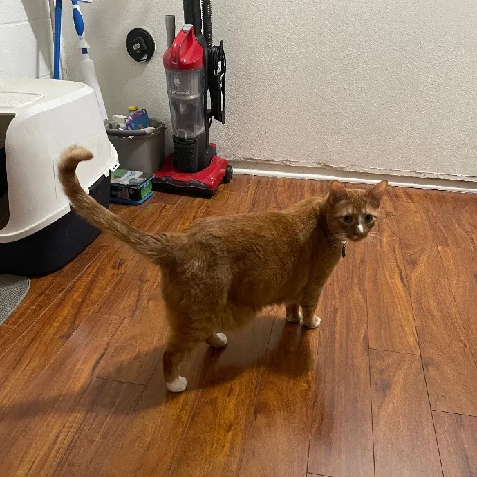 Ari's Valley Cat Hospitality