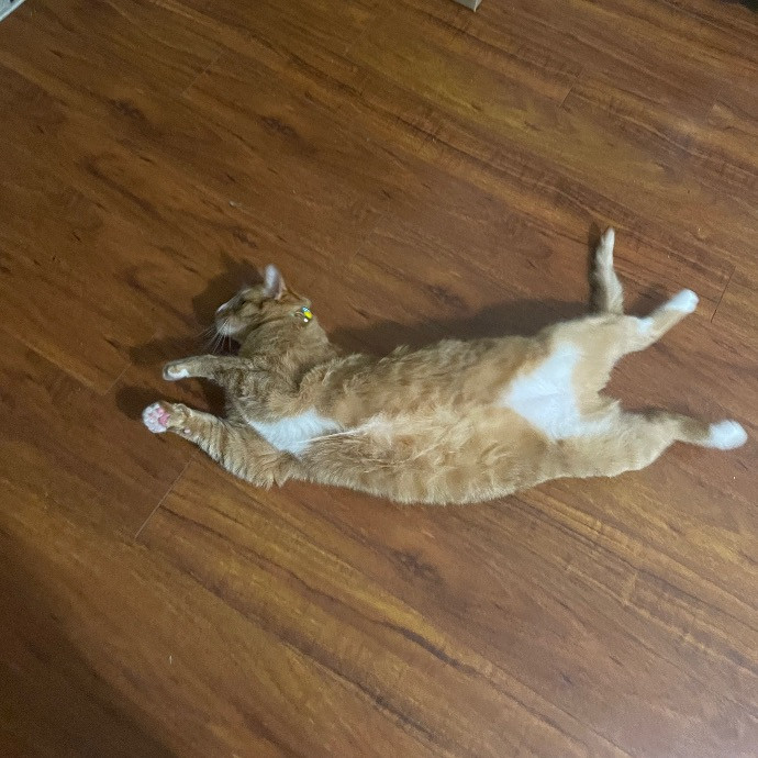 Ari's Valley Cat Hospitality