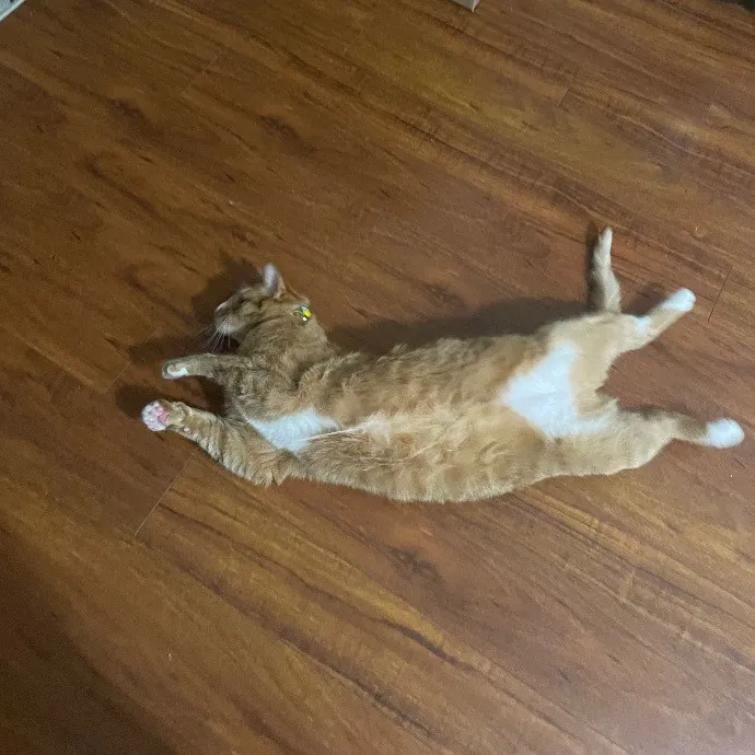 Ari's Valley Cat Hospitality