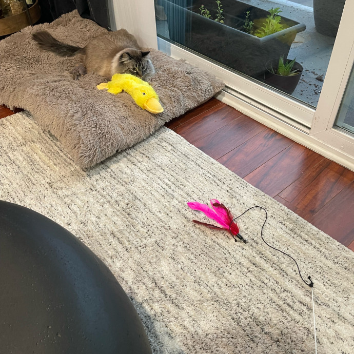 Ari's Valley Cat Hospitality