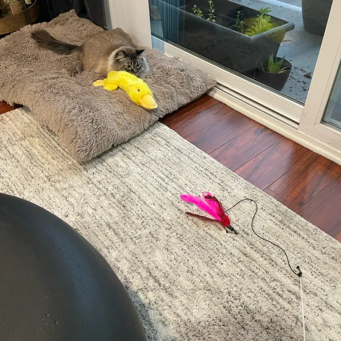 Ari's Valley Cat Hospitality photo 4