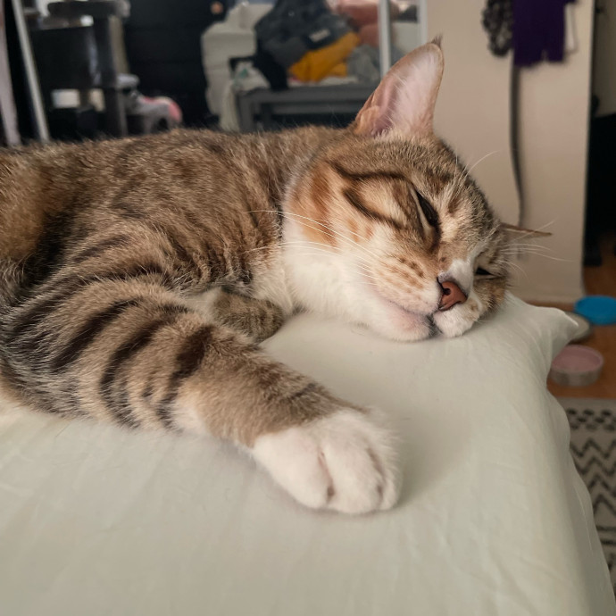 Ari's Valley Cat Hospitality photo 3