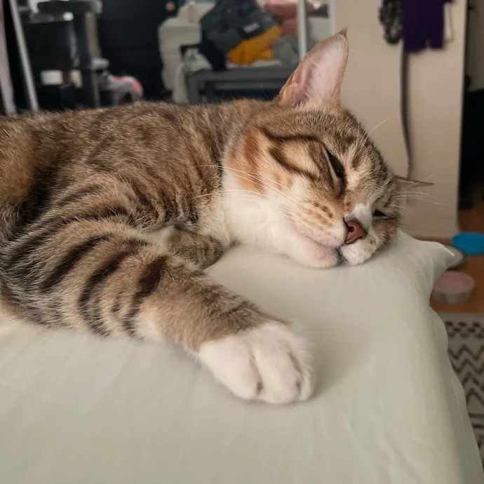 Ari's Valley Cat Hospitality photo 3