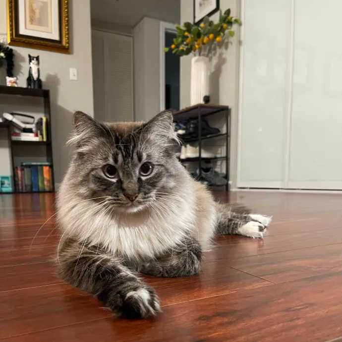 Ari's Valley Cat Hospitality photo 2