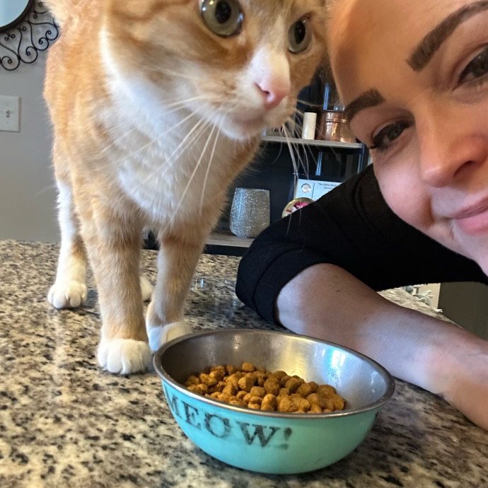 I Love Kitties