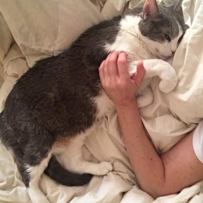 I Love Kitties