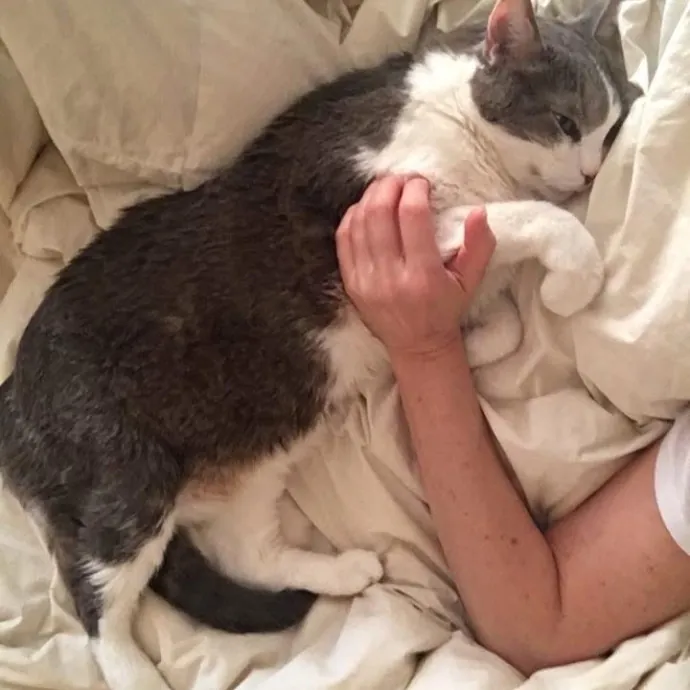 I Love Kitties